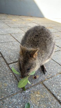 Rottnest Adası 'nın Kuokkaları, Perth Batı Avustralya