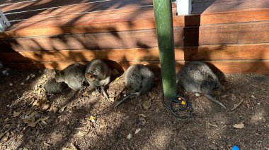Rottnest Adası 'nın Kuokkaları, Perth Batı Avustralya