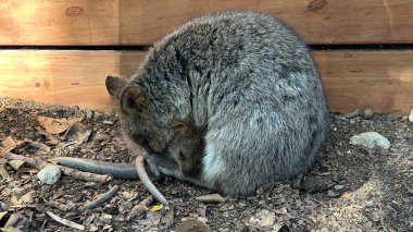Rottnest Adası 'nın Kuokkaları, Perth Batı Avustralya