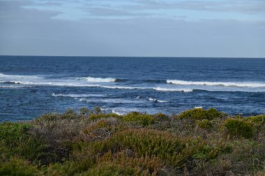 Rottnest Adası, Avustralya 2 Haziran 2025: Batı Avustralya 'nın Rottnest Adası