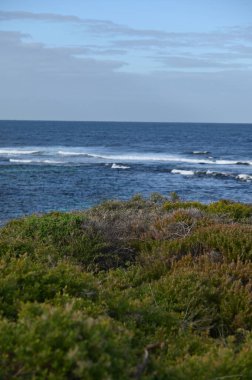 Rottnest Adası, Avustralya 2 Haziran 2025: Batı Avustralya 'nın Rottnest Adası
