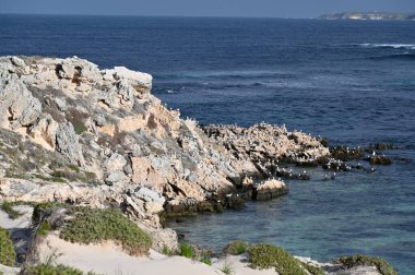 Rottnest Adası, Avustralya 2 Haziran 2025: Batı Avustralya 'nın Rottnest Adası