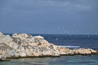 Rottnest Adası, Avustralya 2 Haziran 2025: Batı Avustralya 'nın Rottnest Adası