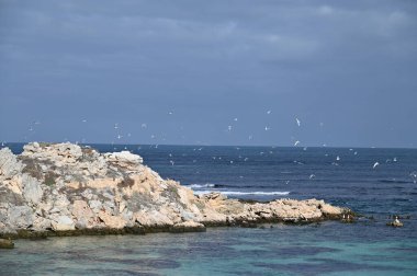 Rottnest Adası, Avustralya 2 Haziran 2025: Batı Avustralya 'nın Rottnest Adası
