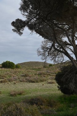 Rottnest Adası, Avustralya 2 Haziran 2025: Batı Avustralya 'nın Rottnest Adası