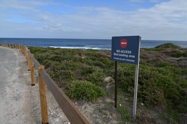 Rottnest Adası, Avustralya 2 Haziran 2025: Batı Avustralya 'nın Rottnest Adası