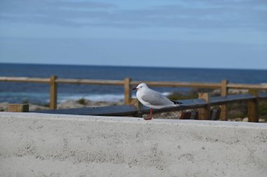 Rottnest Adası, Avustralya 2 Haziran 2025: Batı Avustralya 'nın Rottnest Adası