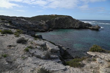 Rottnest Adası, Avustralya 2 Haziran 2025: Batı Avustralya 'nın Rottnest Adası