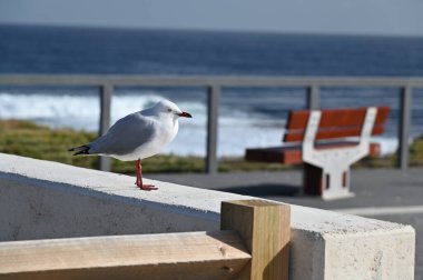 Rottnest Adası, Avustralya 2 Haziran 2025: Batı Avustralya 'nın Rottnest Adası