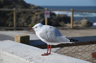 Rottnest Adası, Avustralya 2 Haziran 2025: Batı Avustralya 'nın Rottnest Adası