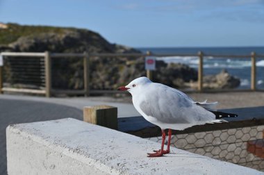 Rottnest Adası, Avustralya 2 Haziran 2025: Batı Avustralya 'nın Rottnest Adası