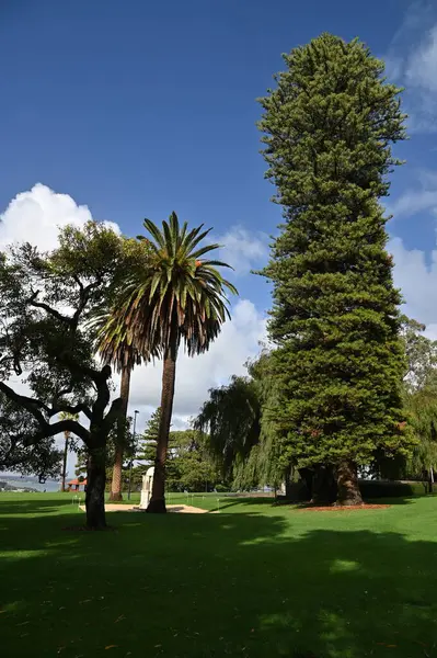 Perth, Avustralya 4 Haziran 2025: Perth CBD 'nin Krallar Parkı