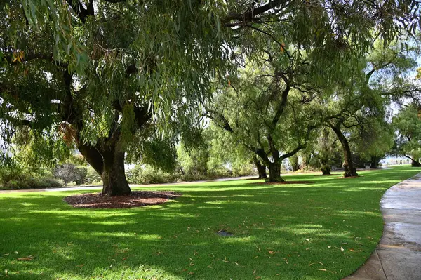 Perth, Avustralya 4 Haziran 2025: Perth CBD 'nin Krallar Parkı