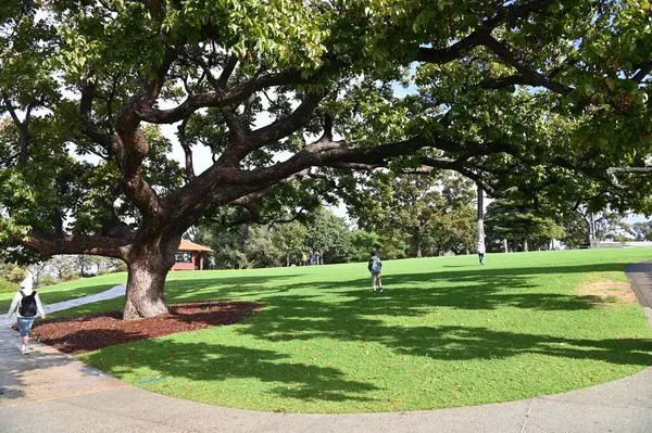 Perth, Avustralya 4 Haziran 2025: Perth CBD 'nin Krallar Parkı