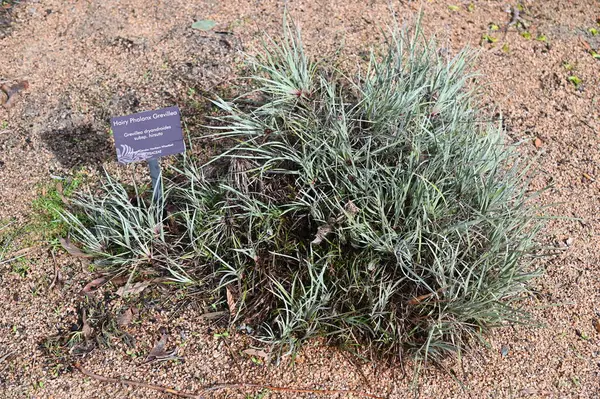 Perth, Avustralya 4 Haziran 2025: Perth CBD 'nin Krallar Parkı