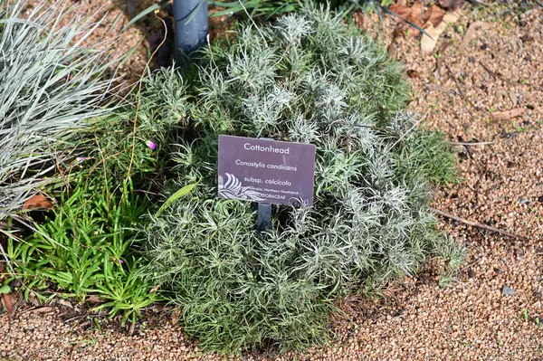 Perth, Avustralya 4 Haziran 2025: Perth CBD 'nin Krallar Parkı