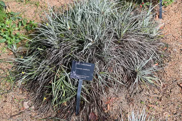 Perth, Avustralya 4 Haziran 2025: Perth CBD 'nin Krallar Parkı