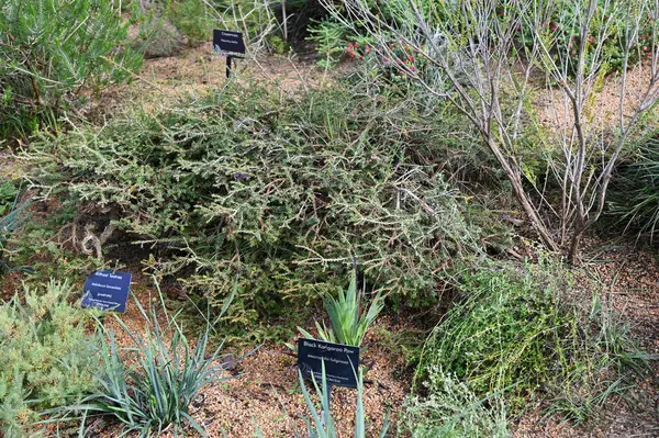 Perth, Avustralya 4 Haziran 2025: Perth CBD 'nin Krallar Parkı