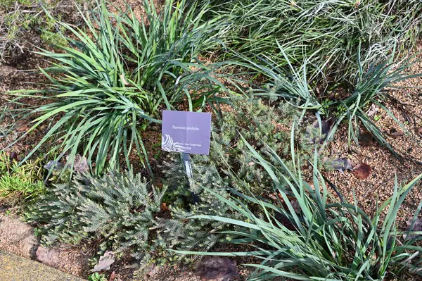 Perth, Avustralya 4 Haziran 2025: Perth CBD 'nin Krallar Parkı