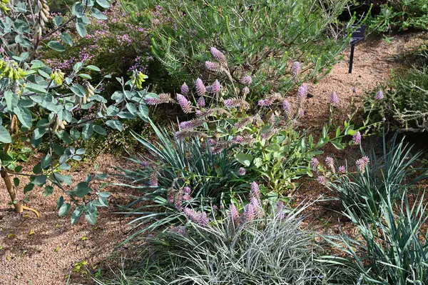 Perth, Avustralya 4 Haziran 2025: Perth CBD 'nin Krallar Parkı