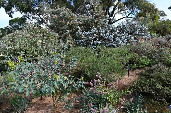 Perth, Avustralya 4 Haziran 2025: Perth CBD 'nin Krallar Parkı