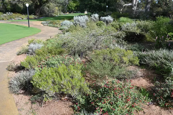 Perth, Avustralya 4 Haziran 2025: Perth CBD 'nin Krallar Parkı