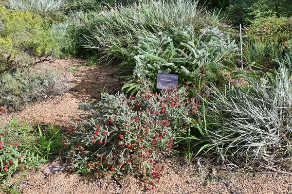 Perth, Avustralya 4 Haziran 2025: Perth CBD 'nin Krallar Parkı