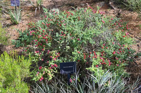 Perth, Avustralya 4 Haziran 2025: Perth CBD 'nin Krallar Parkı