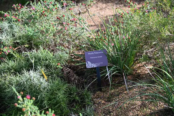 Perth, Avustralya 4 Haziran 2025: Perth CBD 'nin Krallar Parkı