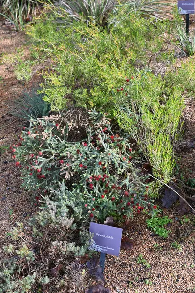 Perth, Avustralya 4 Haziran 2025: Perth CBD 'nin Krallar Parkı