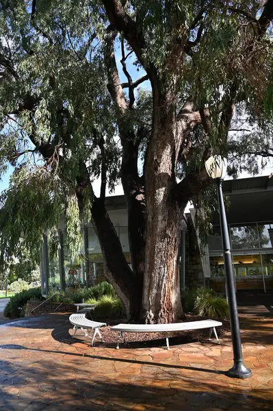 Perth, Avustralya 4 Haziran 2025: Perth CBD 'nin Krallar Parkı