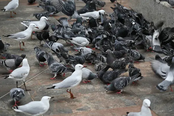 Perth, Avustralya 30 Mayıs 2025: Perth CBD sokakları