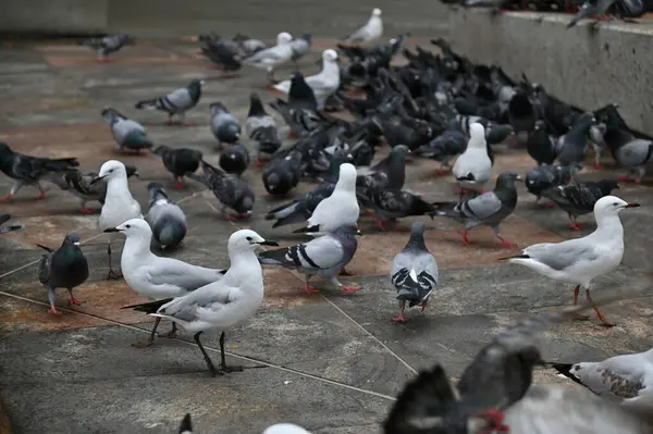 Perth, Avustralya 30 Mayıs 2025: Perth CBD sokakları