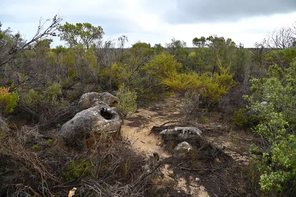 Nambung, Avustralya 2 Haziran 2025: Batı Avustralya 'nın Pinnacles Çölü