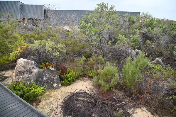 Nambung, Avustralya 2 Haziran 2025: Batı Avustralya 'nın Pinnacles Çölü