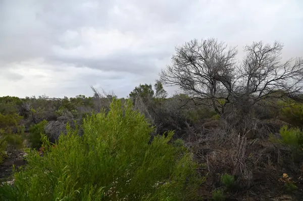 Nambung, Avustralya 2 Haziran 2025: Batı Avustralya 'nın Pinnacles Çölü