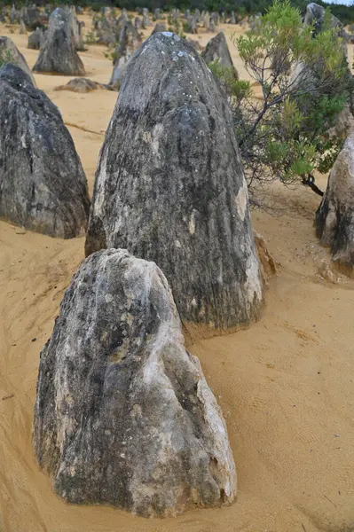 Nambung, Avustralya 2 Haziran 2025: Batı Avustralya 'nın Pinnacles Çölü