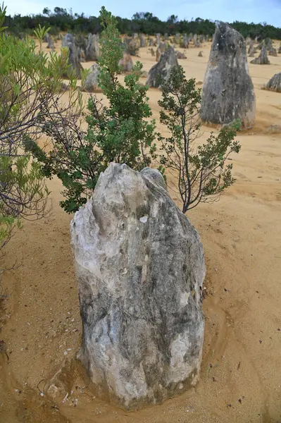 Nambung, Avustralya 2 Haziran 2025: Batı Avustralya 'nın Pinnacles Çölü