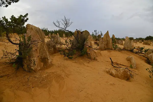 Nambung, Avustralya 2 Haziran 2025: Batı Avustralya 'nın Pinnacles Çölü