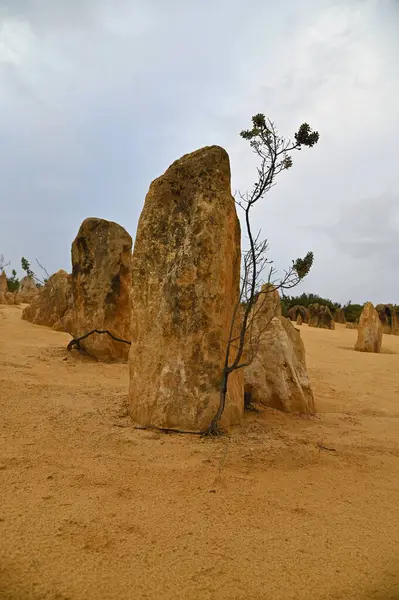Nambung, Avustralya 2 Haziran 2025: Batı Avustralya 'nın Pinnacles Çölü