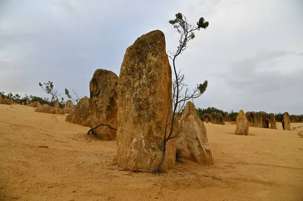 Nambung, Avustralya 2 Haziran 2025: Batı Avustralya 'nın Pinnacles Çölü