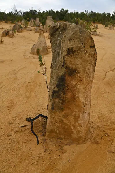 Nambung, Avustralya 2 Haziran 2025: Batı Avustralya 'nın Pinnacles Çölü