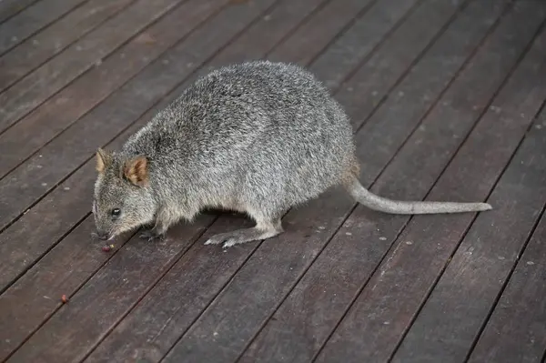 Rottnest Adası 'nın Kuokkaları, Perth Batı Avustralya