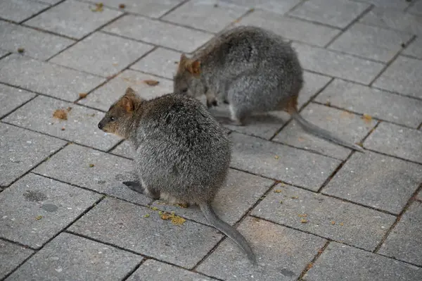 Rottnest Adası 'nın Kuokkaları, Perth Batı Avustralya