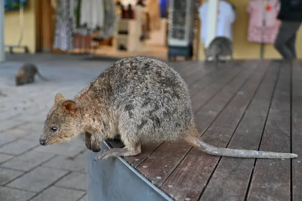 Rottnest Adası 'nın Kuokkaları, Perth Batı Avustralya
