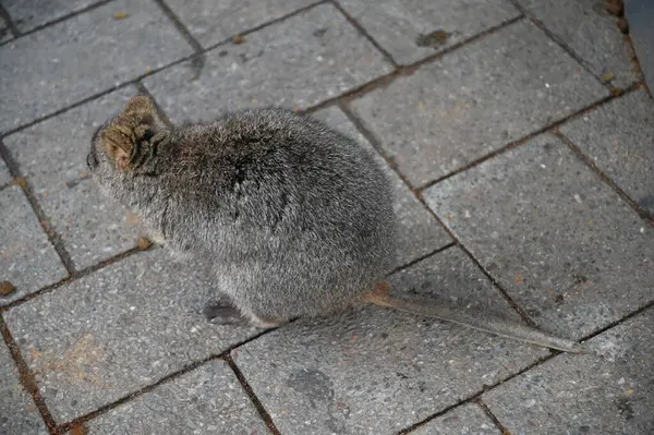 Rottnest Adası 'nın Kuokkaları, Perth Batı Avustralya