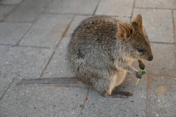 Rottnest Adası 'nın Kuokkaları, Perth Batı Avustralya