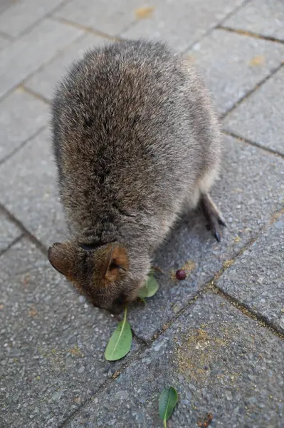 Rottnest Adası 'nın Kuokkaları, Perth Batı Avustralya