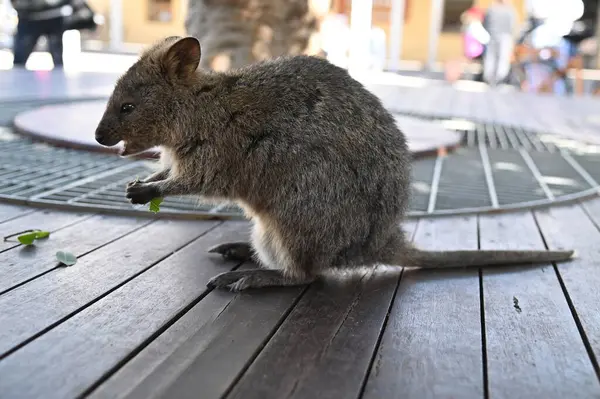 Rottnest Adası 'nın Kuokkaları, Perth Batı Avustralya