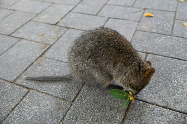 Rottnest Adası 'nın Kuokkaları, Perth Batı Avustralya